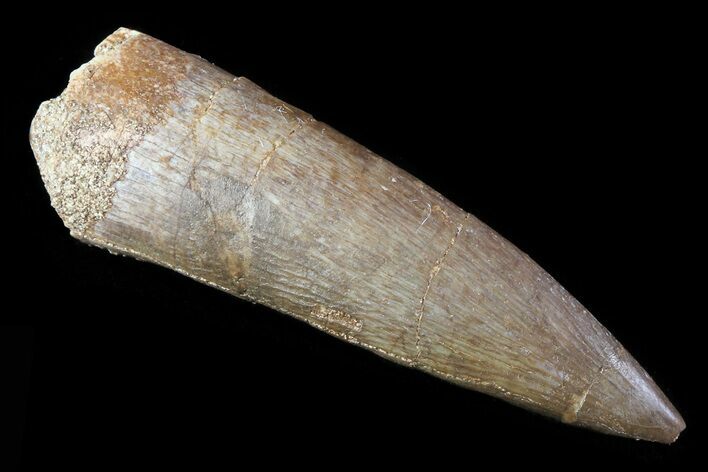 Fossil Plesiosaur (Zarafasaura) Tooth - Morocco #81922